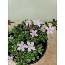 바닐라가든 단정화30 야생화 봄꽃