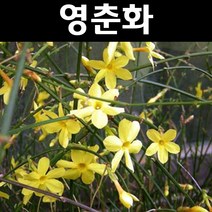 영춘화 나무 묘목 H1.0m 5개/정원/공원/조경수