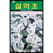 설악초 꽃씨앗30립 아람종묘