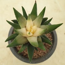 [수암다육] 컬러 용의발톱 랜덤발송 Haworthia margaritifera 용발톱 하월시아 다육 다육이 다육식물 국민다육