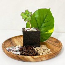 커피박 화분 DIY 커피 찌꺼기 화초 심기 교육 체험 키트 세트, 03.염좌