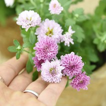 가을꽃 국화 모종 화분세트, 국화 토분 화분(모카) 1개