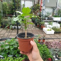외목대 녹보수 소품 10~30cm 35, 1개