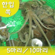 한입세발낙지 산낙지 1마리 생낙지 낙지회 무안낙지 뻘낙지 (5마리이상 주문상품), 한입세발낙지 10마리