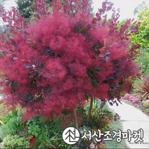 안개나무 자엽안개(로얄퍼플) 묘목 p9포트 개화주 나무 서산조경마켓, 1개