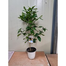 오렌지 레몬나무/인테리어식물/과실수/높이75-80센치정도, 1개