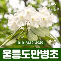 울릉도만병초/4치포트/5주묶음/포트/1등묘/만병초/꽃/나무/묘목/고급조경/정원수/조경수/도시농부