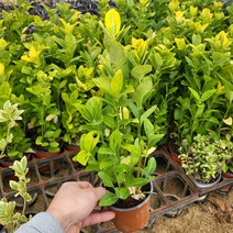 [상록수] 황금사철나무 10cm묘목 3개묶음