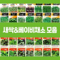 각종 새싹 베이비채소 씨앗 모음, 5.새싹귀리, 1개