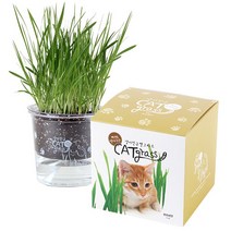 투명화분 냥이친구 캣그라스-귀리, 1개, 귀리