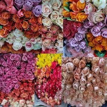 데일리꽃 장미 생화 1+1 농장직송, 상품20송이+꽃다발포장