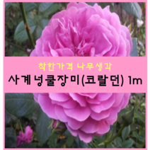 착한가격 나무생각 / 사계넝쿨장미 / 1m / 개화주, 코랄던, 9999개