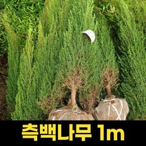 측백나무 1m 묘목 산소측백 상록수 식물 울타리 정원 측백엽, 상세페이지 참조, 상세페이지 참조