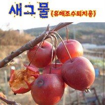 참새그물 참새망 새망 새그물 유해조수 퇴치 차단막 차단망 콩새 딱새 과수원 방아간 농원 농장 조류그물, 특대(12*2.5m)