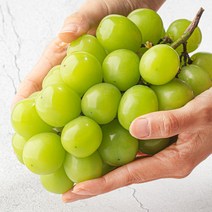 자연진리고당도 망고포도 샤인머스켓 특품상품 1.2kg 2kg, 상품 2kg (4수), 1개, 특품 2kg(4수)