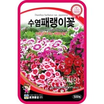 수염패랭이 씨앗 500립