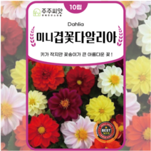 다알리아 씨앗 100립 꽃씨 예쁜꽃 파는곳 씨앗 몰 달리아 dahlia seed, 4. 아진종묘 - 미니겹꽃다알리아