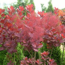 묘목/ 자엽안개나무 (삽목2년생)/3주 W1527