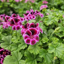 [초화류]제라늄(리갈계)-엔젤아이즈 블루베리