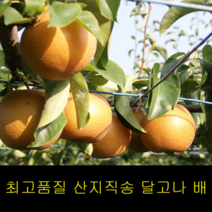 지앤제이 고씨네 프리미엄 배15kg 배즙효능 햇배 과일배 사과배