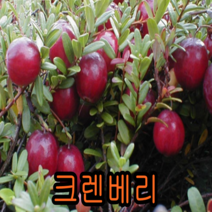 크렌베리묘목 포트묘3그루 유실수 꽃나무 나무묘목