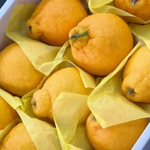 산지직송 고당도 프리미엄 제주 명품 한라봉, 5kg 가정용 중소 (22과 내외)