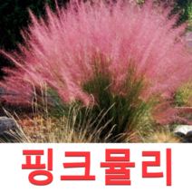 (성실G)핑크뮬리그라스모종(4치 포트) 7개