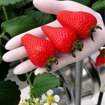 비타베리 딸기 800g 주문 당일 농장 수확