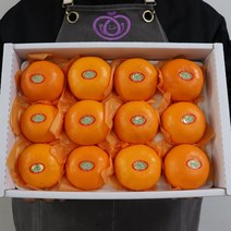 프리미엄 최상품 제주천혜향 천혜향 선물세트 천해향 천애향 가정용 선물용 3kg 5kg, 제주 천혜향 선물용 5kg 19-25과