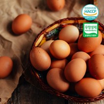 [더 시선] 쫀득쫀득 무항생제+HACCP 인증 구운계란 모음 영양간식 기획전+맛소금, 구운계란 총60개