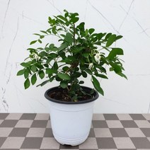 도희씨네 정원>> 꽃향좋은 오렌지 자스민 120″ class=”wr-img”></a></div>
</div>
</div>
</div>
<div class=