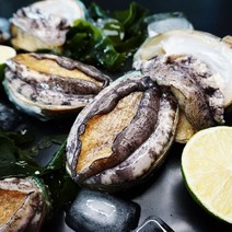 율스키친 산지직송 살아있는 완도 활전복 1kg (사이즈선택), 라면전복/60~80미 1kg, 1개