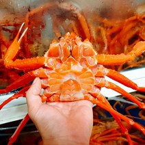 홍게 제철 자숙 찜 동해 고급 3kg 10마리 내외