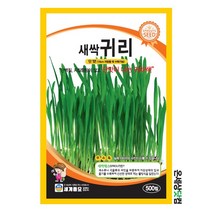 새싹귀리 500립/ 새싹씨앗 새싹키우기 수경재배 새싹귀리씨앗