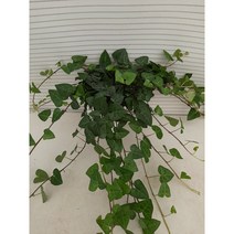 하트아이비/중품, 1개