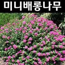 미니배롱나무 묘목 삽2년 포트1개/정원/공원/조경수