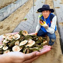 국내산 건여주 말린여주 250g 산지직송, 단품, 단품