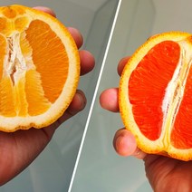 퓨어스펙 오렌지 블랙라벨 카라카라 고당도 대과 수입 제철 아임핑크, 블랙라벨+카라카라, 5과+5과