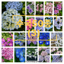 수국50종(03) 원예수국 꽃수국 월동수국 정원수국 지속개화수국 나무꽃, 24)엔드리스썸머오리지널