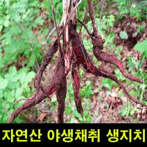 ★쭈니파파몰★ 고씨네 생지치200g 생지치 지치나무 야생지초 지근, 상세페이지 참조