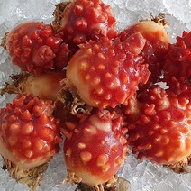 통영바다마켓 꽃멍게1kg(사이즈랜덤), 단품
