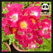 (나무판다) 찔레 묘목 시리즈 - 민찔레 붉은꽃찔레, 1.민찔레 포트 ( 2주묶음 )