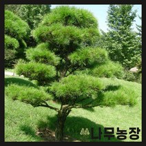 (나무농장) 소나무 키 80~100cm 분