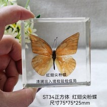 조각품 진짜 식물 곤충 견본 거북이 머리 거미 잠자리 불가사리 수지 홈 테이블, 06 6