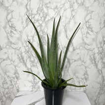 알로에베라 식물알로에 알로에화분