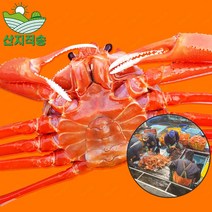 포항 구룡포 연지 홍게 자숙홍게 실속 3KG