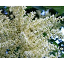 붉나무 씨앗 1kg 야생화씨앗 산림종자