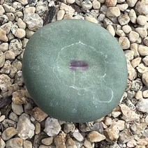 [올식스] 파가에 A 코노피튬 다육이 키우기 다육식물 실내공기정화식물 예쁜선인장화분, 1개