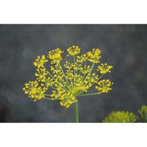 다년생허브 씨앗] 딜 0.2g, 1개