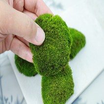 가는참외이끼 테라리움 키우기 석부작 분경 강한 이끼 DIY 만들기